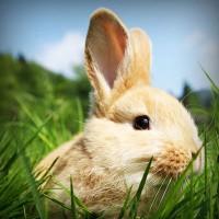 /album/neytifigib1989/photolia-a03-jpg/